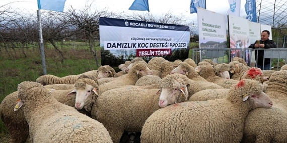 Büyükşehir’den hayvancılığa damızlık koç desteği