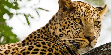 kalahari-afrikanin-gizli-colu-19-nisan-pazar-20-00de-national-geographic-wild-ekranlarinda-izleyicilerle-bulusuyor.jpg