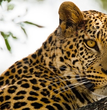 kalahari-afrikanin-gizli-colu-19-nisan-pazar-20-00de-national-geographic-wild-ekranlarinda-izleyicilerle-bulusuyor.jpg