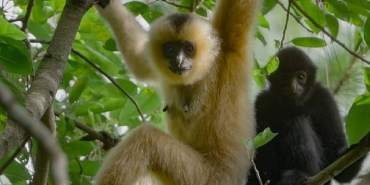 3 Bölümden Oluşan ‘Yağmur Ormanlarının Sesi’, 29 Ekim Perşembe Saat 20.00’de National Geographic WILD Ekranlarında İzleyicilerle Buluşuyor!